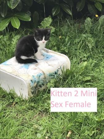 Image 5 of Kittens Mixed Manchester £50 - £80