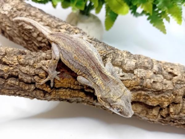 Image 3 of Baby gargoyle gecko for sale!!!