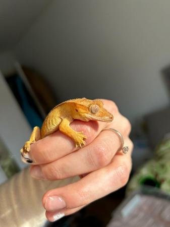 Image 2 of Juvenile crested gecko and tank for sale