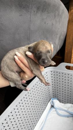 Image 23 of Stunning full pedigree KC registered blue whippet puppies