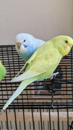 Image 15 of Young and healthy budgies!