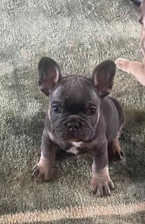 Image 11 of Ready to leave French bulldog puppies