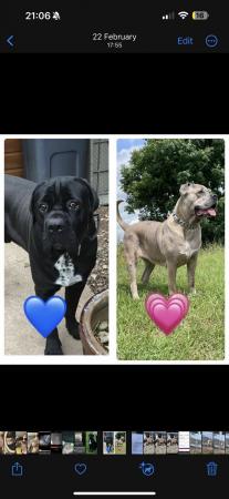 Image 2 of Amazing high quality Cane Corso Puppies