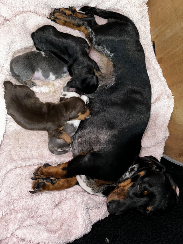 Preview of the first image of Absolutely stunning dachshund babies.