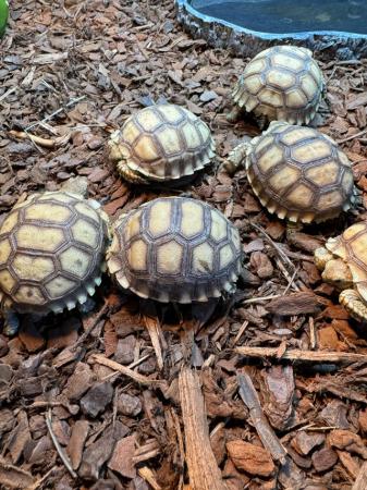 Image 6 of Sulcata Tortoise Captive Bred 2023