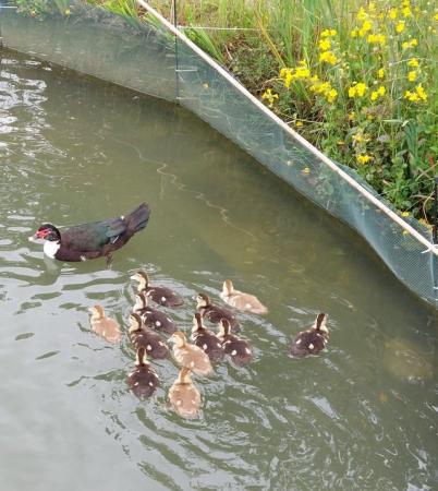 Image 4 of Off heat - Muscovy ducklings for sale