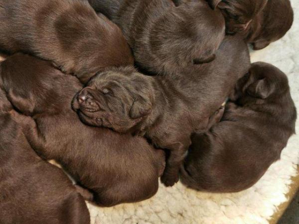 Image 7 of Stunning KC Chocolate Labrador Puppies