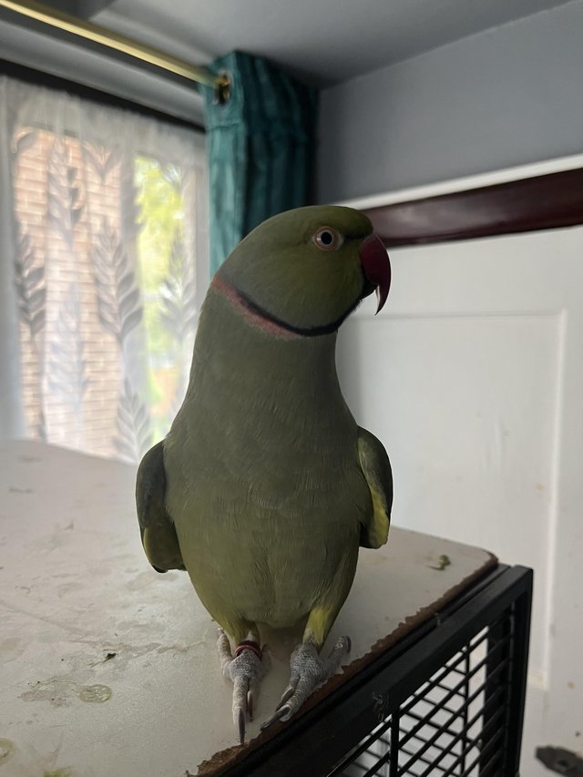 Preview of the first image of Indian ringneck for sale.