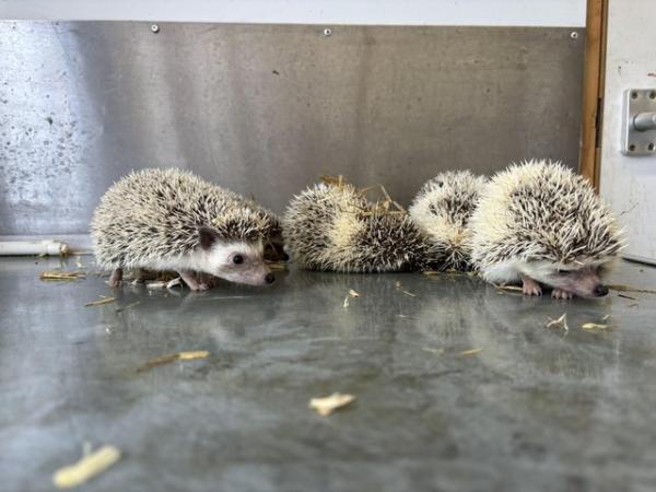 Image 4 of African Pygmy hedgehogs
