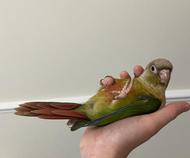 Preview of the first image of Baby conures for sale -incredibly tame, healthy and young.