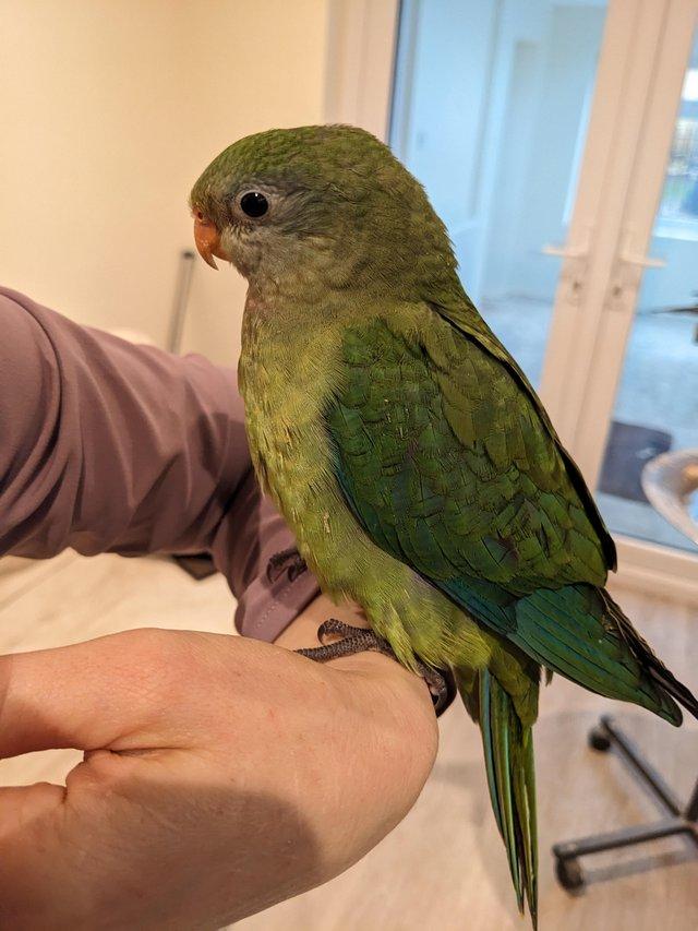 Preview of the first image of Hand reared talking Australian Superb parrot.