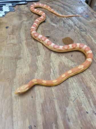 Image 4 of Beautiful Amel Motley Corn Snake