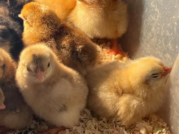 Image 3 of Day old Sussex Buff chicks available