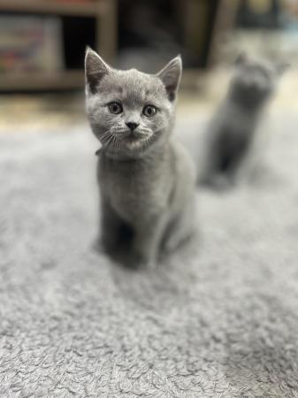 Image 3 of Full Pedigree British short hair kitten light grey litter