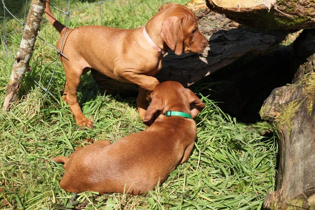 Image 6 of Hungarian Vizsla pups available NOW