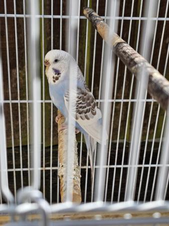 Image 3 of Female budgies for sale