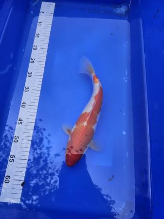 Image 2 of 9x Japanese koi for sale