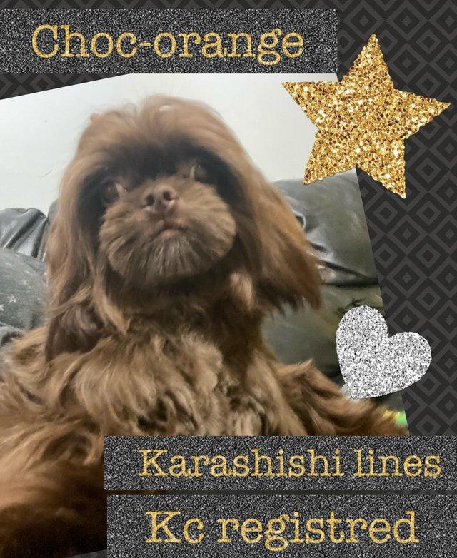 Preview of the first image of Chocolate KC reg Shihtzu for stud.