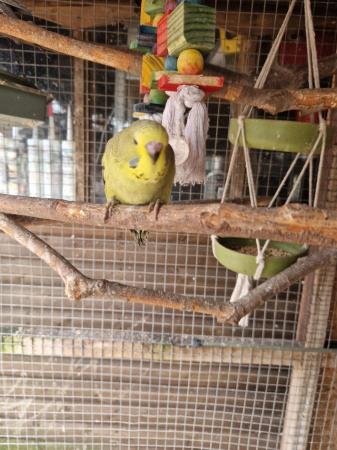 Image 2 of Baby budgies for sale male /female