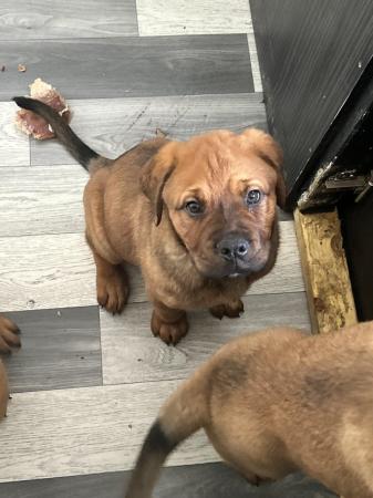 Image 11 of French mastiff cross Rottweiler ready now