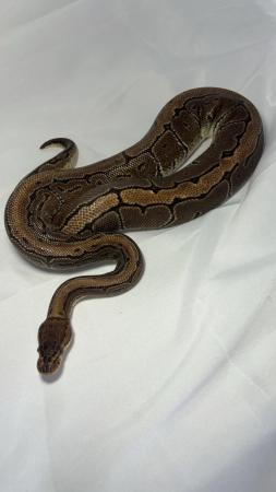 Image 4 of Subadult female pinstripe ball python