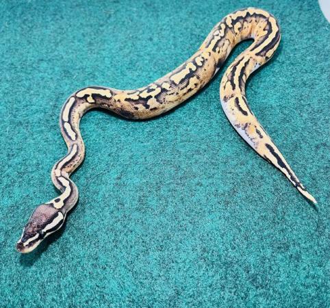 Image 3 of Pastel, low white pied ball python