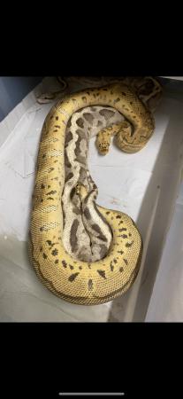 Image 5 of Male pastel motley clown royal python
