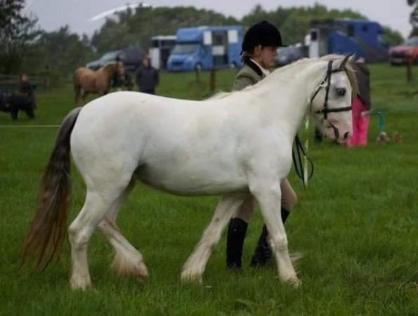 Image 3 of Pony for loan please read description