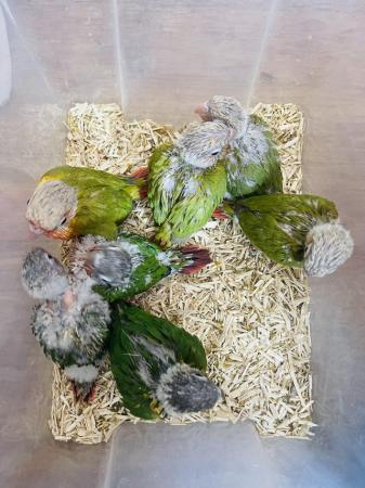 Image 2 of Hand reared baby conures for sale