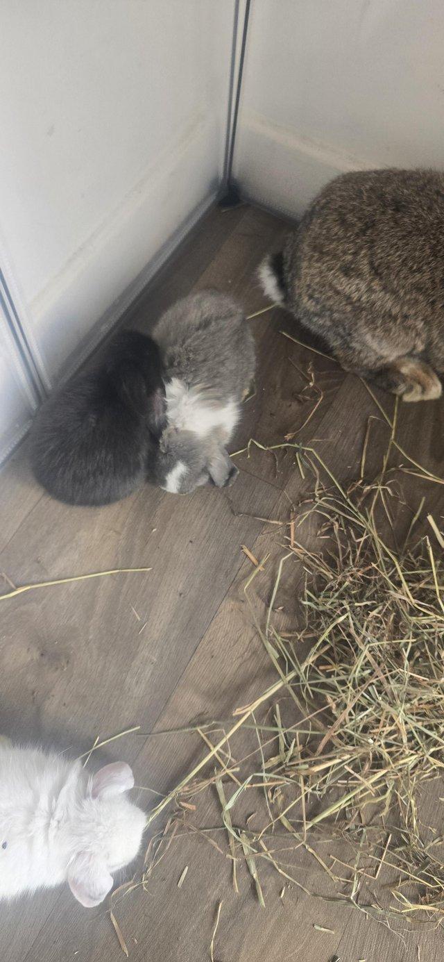 6 Baby rabbits due to be ready 14th august — photo 4 of 4