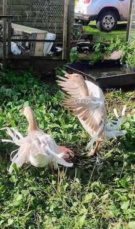 Image 3 of HATCHING EGGS Buff Sebastopol Goose Hatching eggs