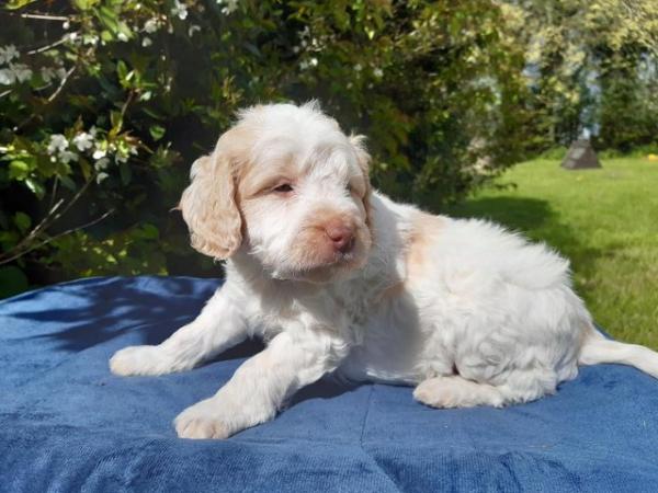 Image 24 of COCKAPOO PUPPIES TOP QUALITY.