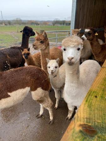 Image 2 of Stunning female/male Alpacas various colours/ages for sale