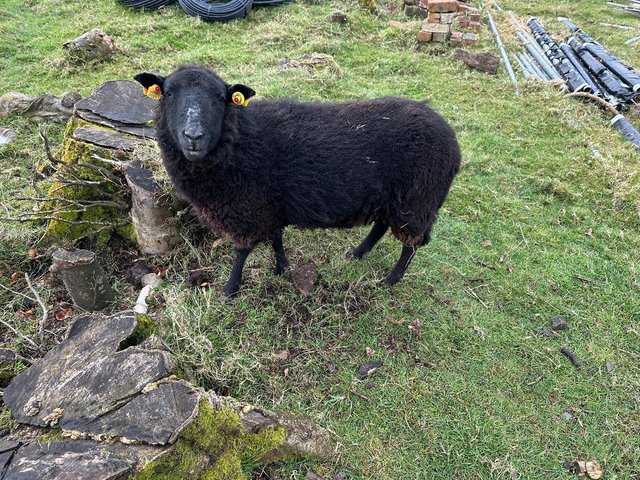 Preview of the first image of Pedigree Black Welsh Mountain Ewes with lambs at foot.