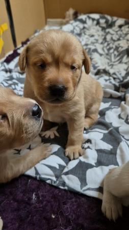 Image 3 of Labrador puppies looking for their forever homes