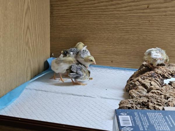 Image 3 of Button quail, Chinese painted quail