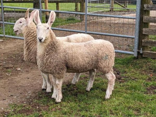 Image 7 of Border Leicester Ewe Lambs For Sale