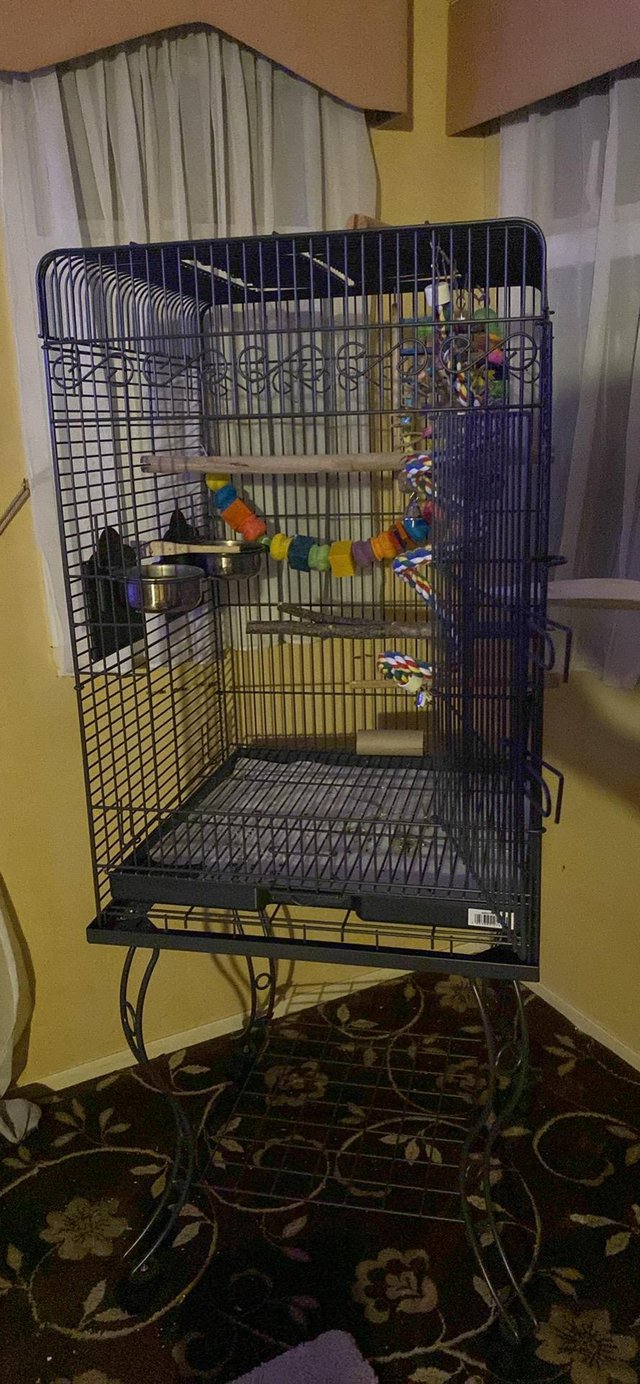Hand reared, tame juvenile cockatiel — photo 4 of 4