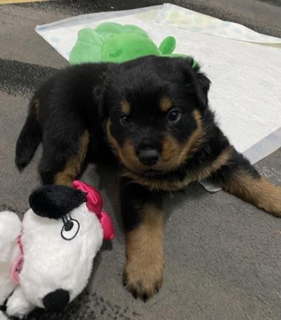Image 8 of 4 week old Rottweiler puppies for sale