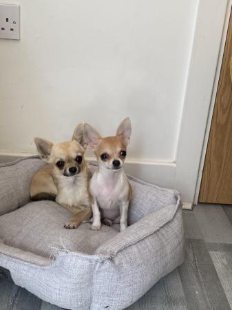 Image 5 of Female Chihuahua for sale