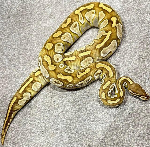 Preview of the first image of *REDUCED* BALL PYTHONS MALE & FEMALE FOR SALE.