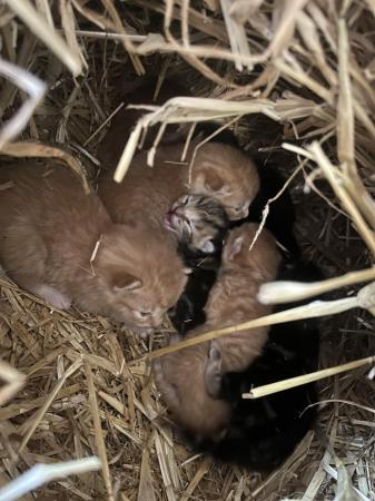 Image 1 of Kittens looking for homes