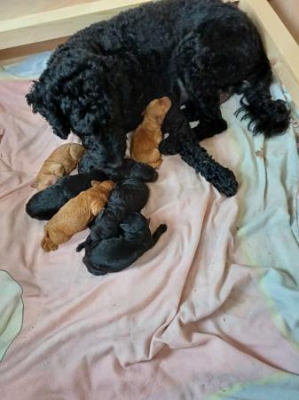 Image 7 of For Sale Labradoodle puppies