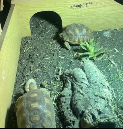 Image 2 of Two lovely Sulcata tortoises for sale