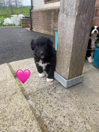 Image 8 of A lovely litter of collie puppies****one Left****
