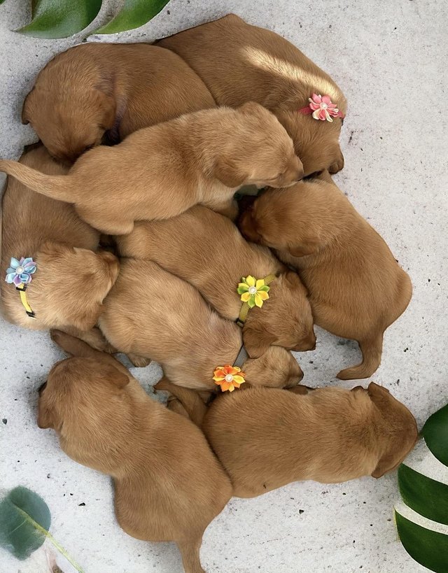 Preview of the first image of Kc reg fox red lab puppies.