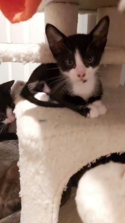 Stunning Oriental Kittens BLACK AND WHITE 3 BOYS for sale in Biggleswade, Bedfordshire - Image 25