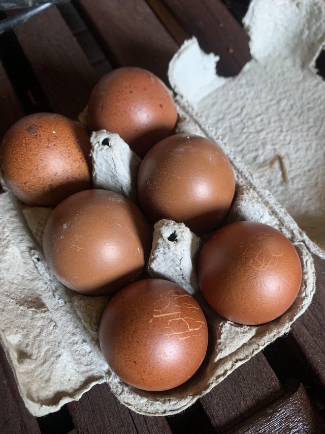 Preview of the first image of Black copper marans hatching eggs.