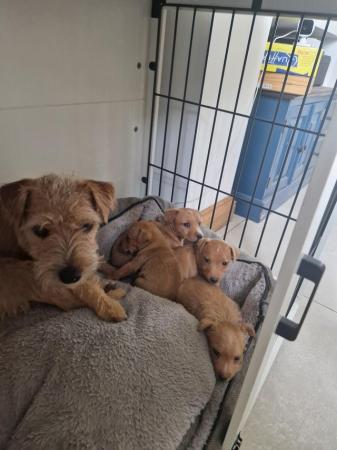 Image 6 of Lakeland Terrier Puppies For Sale