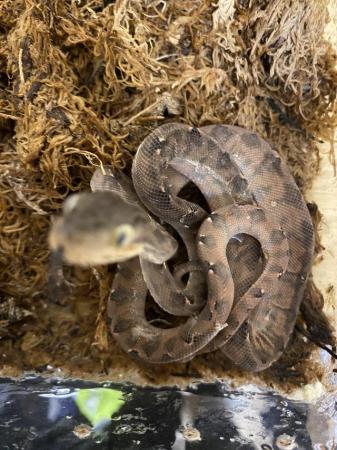 Image 1 of Baby Amazon tree boas11 baby’s all eating well  3,5,6 sold